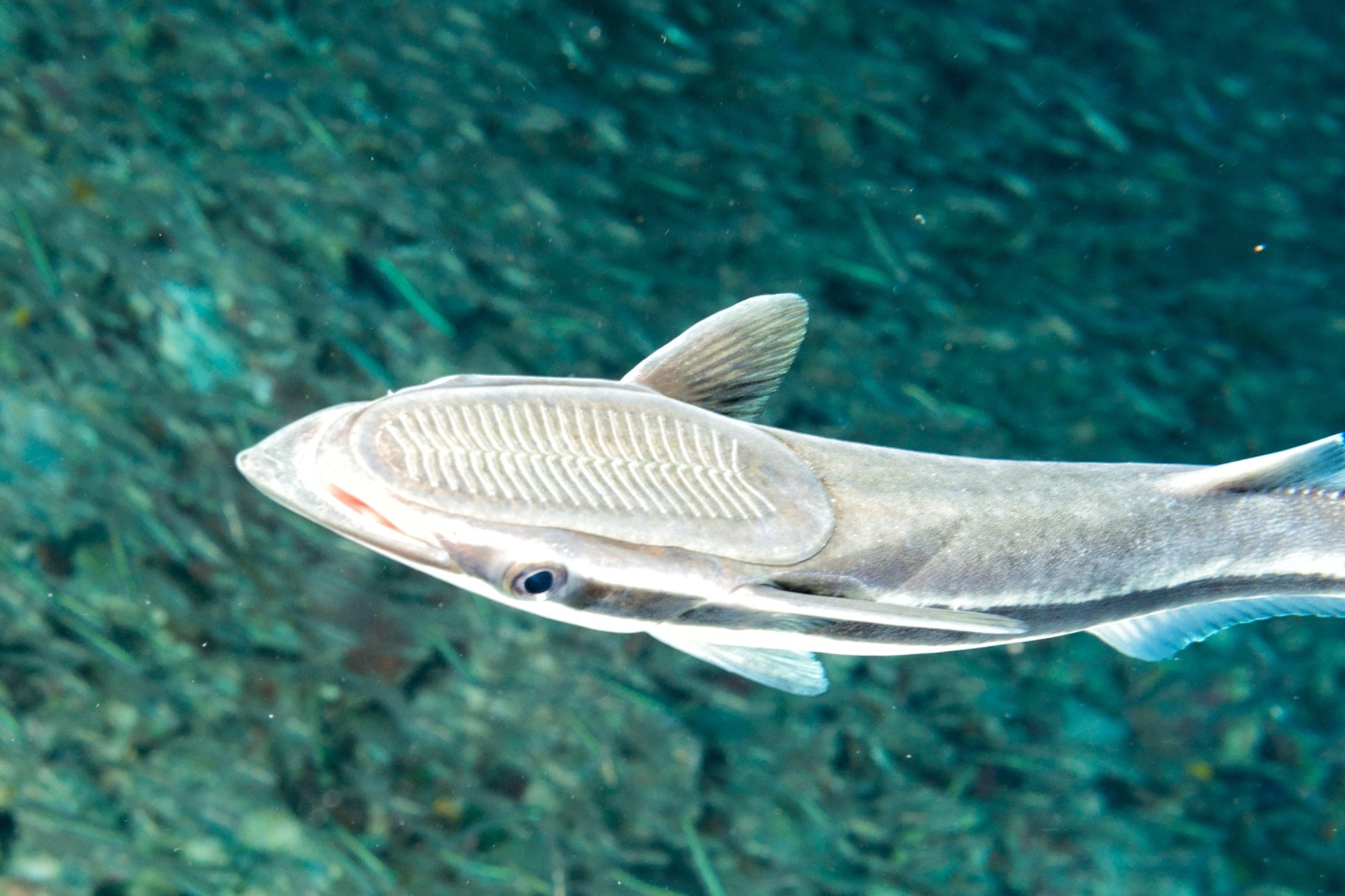 A lone remora suckerfish in the ocean, with its amazing suction disc visible from above.