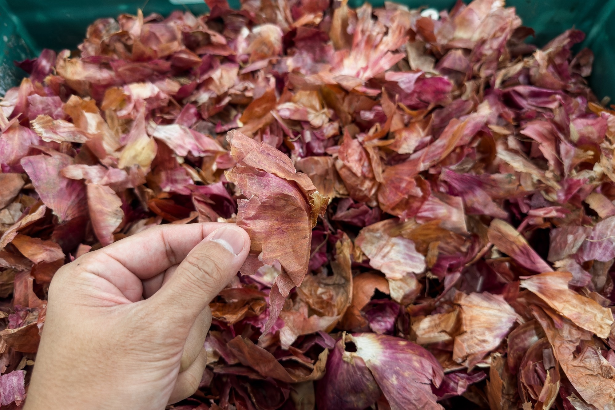A man holds a dried red onion skin closer to the camera against a background of onion skins.