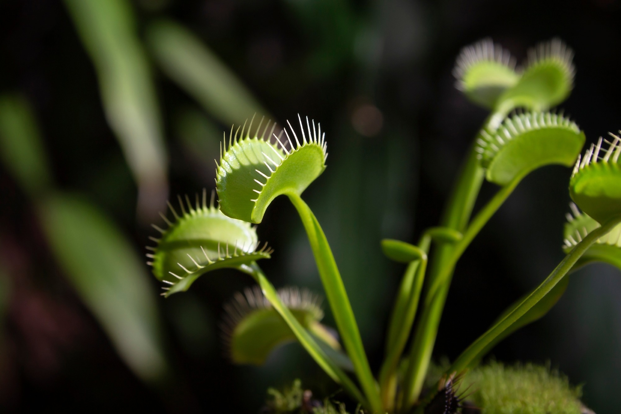 A venus fly trap up close.