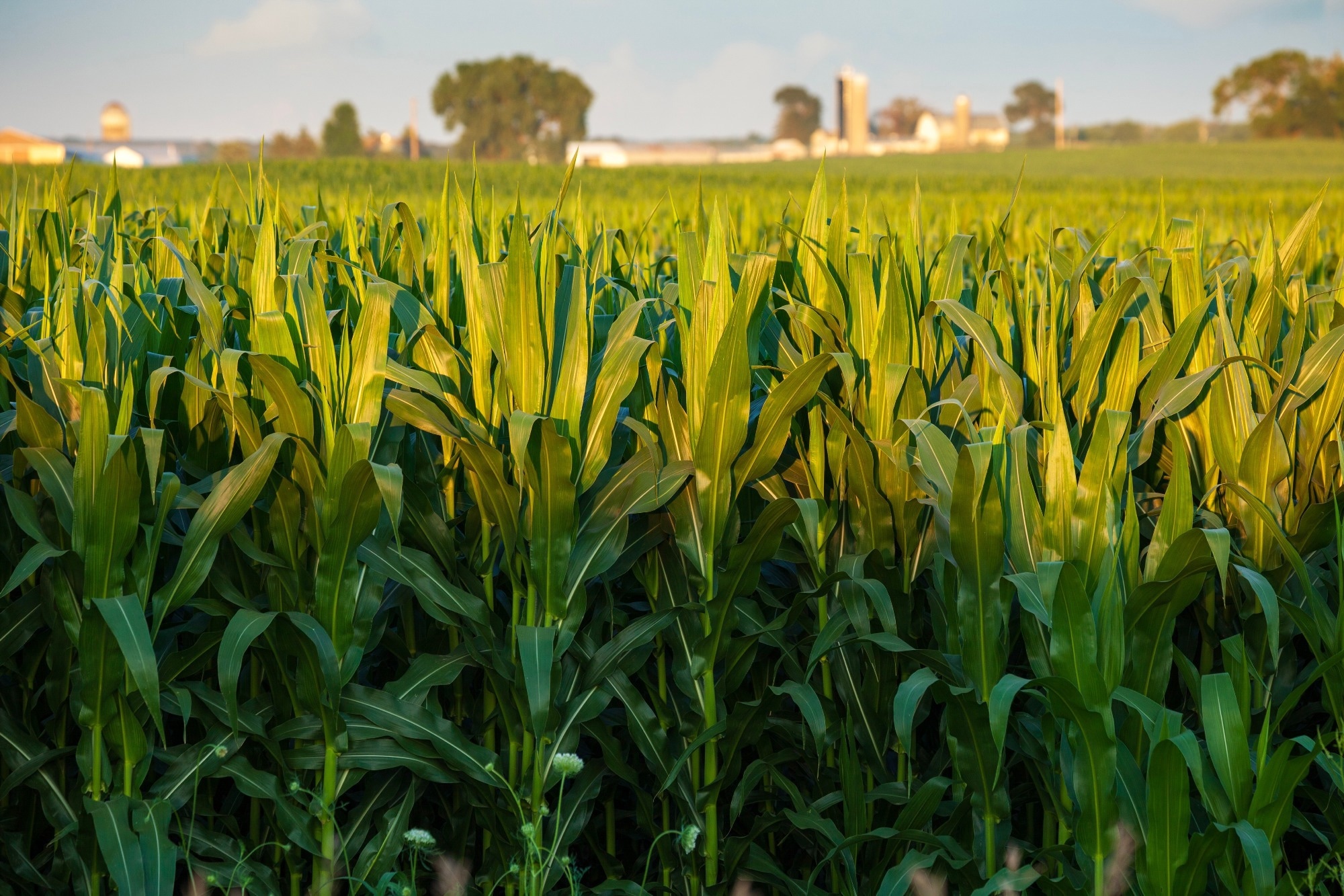 ML and Volume Modeling Boosts Corn Biomass Prediction