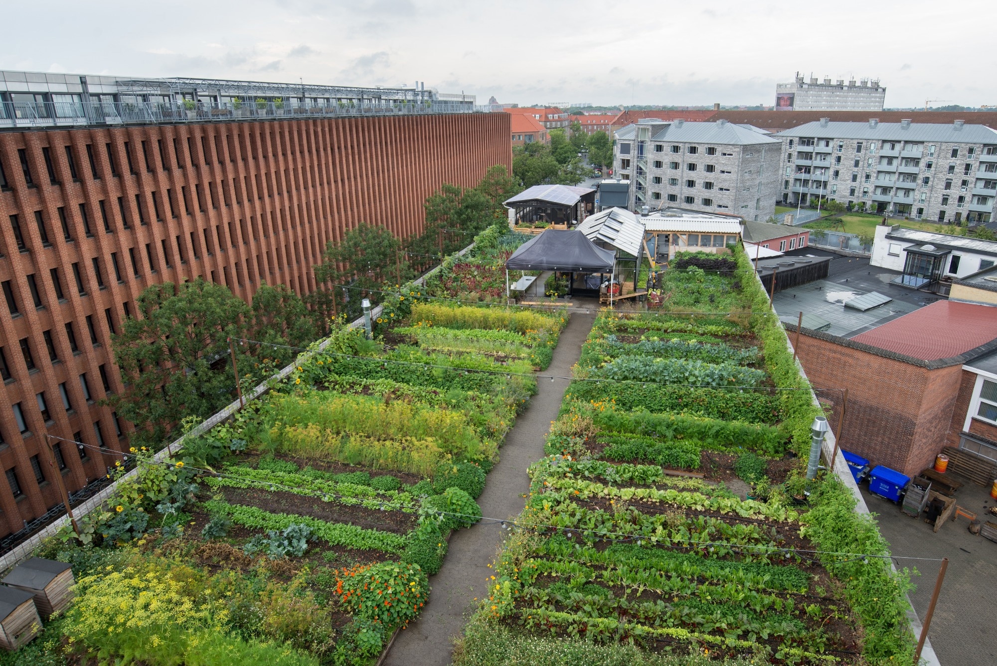 Copenhagen urban terrace rooftop farming. A rooftop covered in plants amongst tall buildings in a city.
