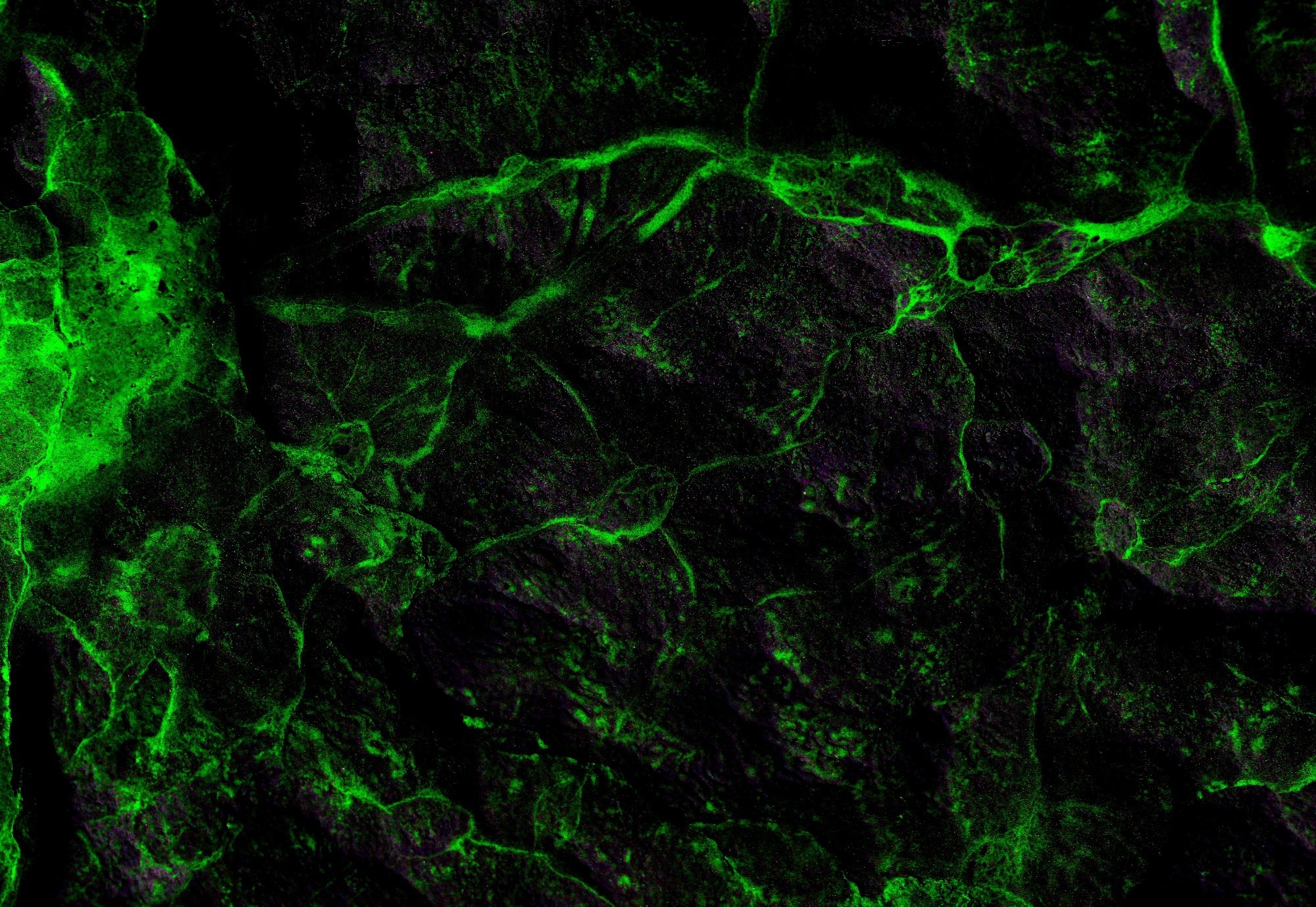 Fluorescent abstract image green fluorescence on a dark background.