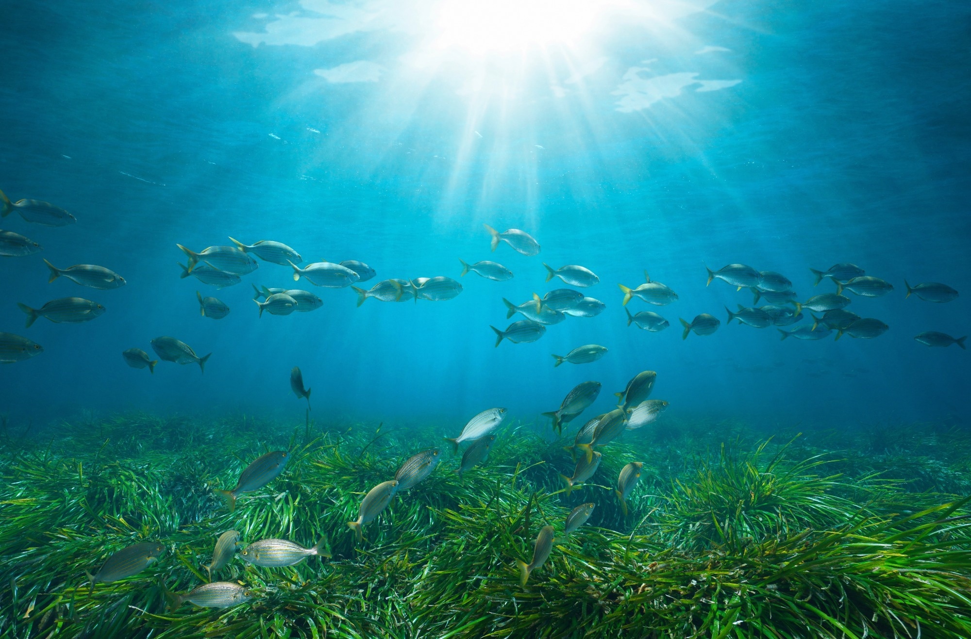 Seagrass with fish and sunlight underwater in the Mediterranean sea.