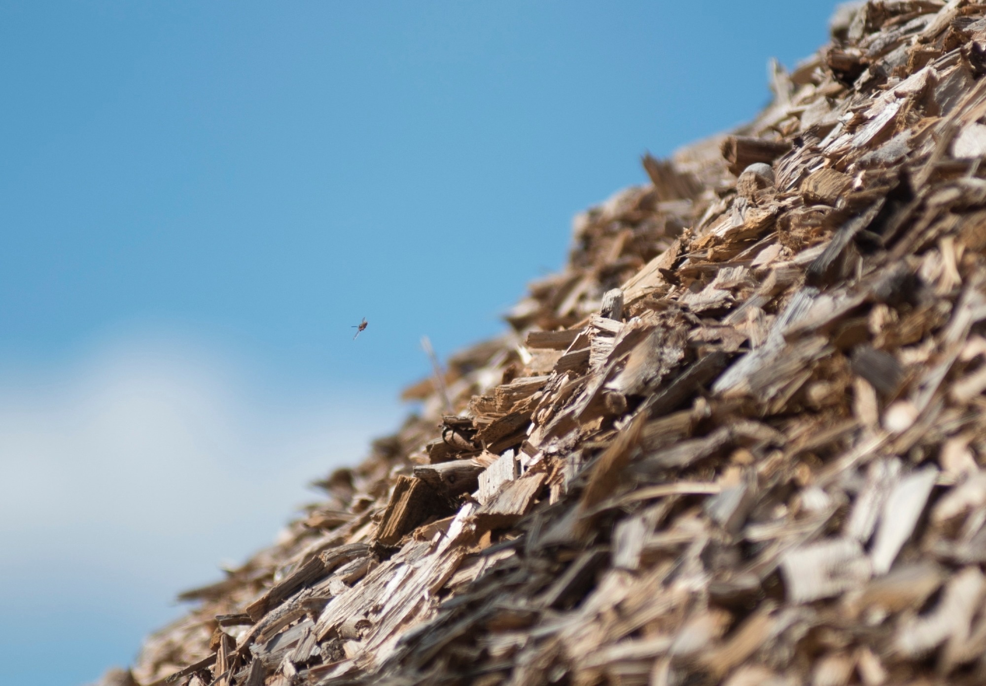 Biodegradable Electronic Sensors Printed Entirely from Biomass