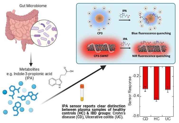 New Fluorescent Nanosensor Enables Rapid, First-of-Its-Kind Detection of Key Gut Health Biomarker