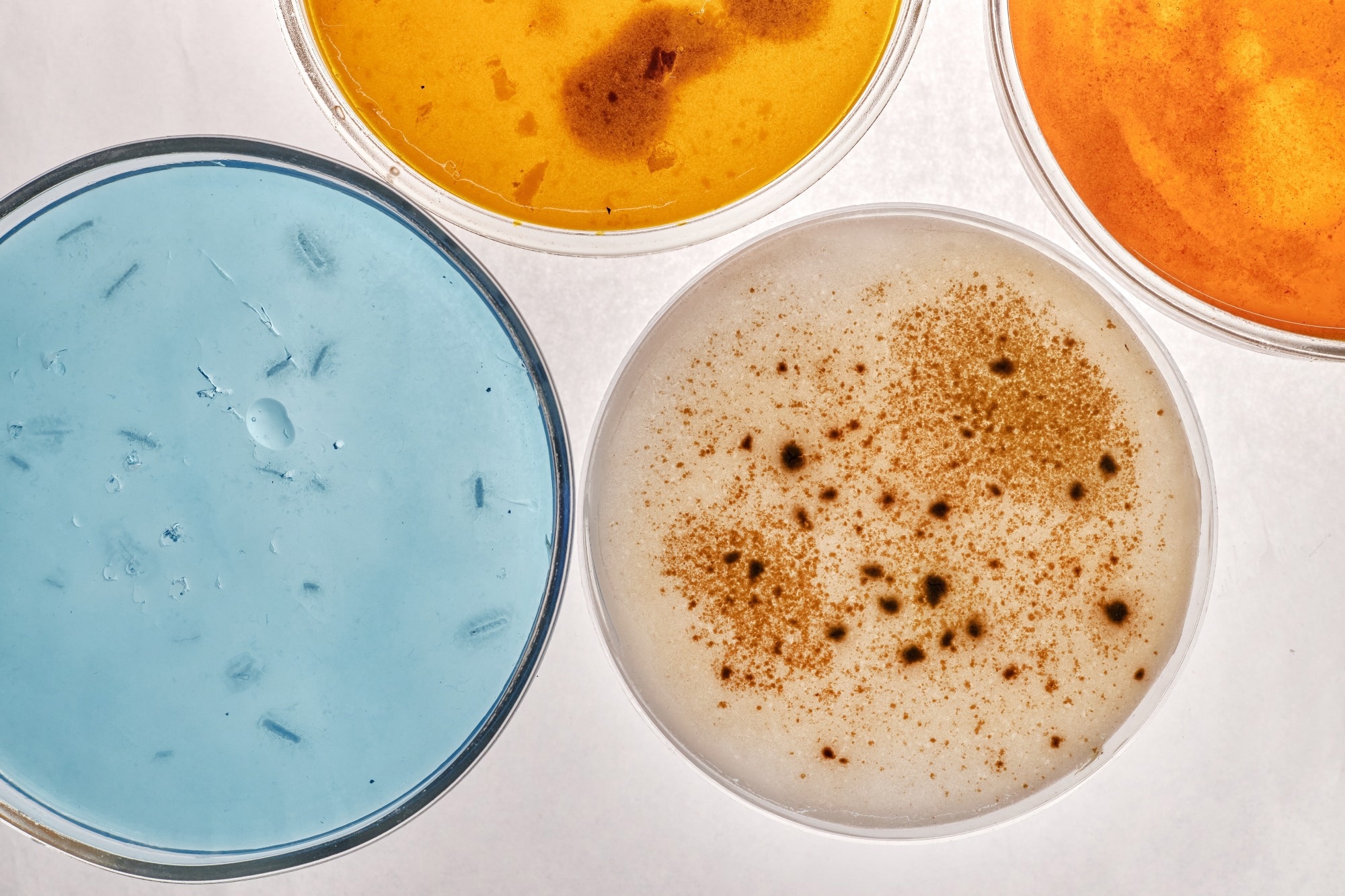 Four petri dishes with various bacterial growth