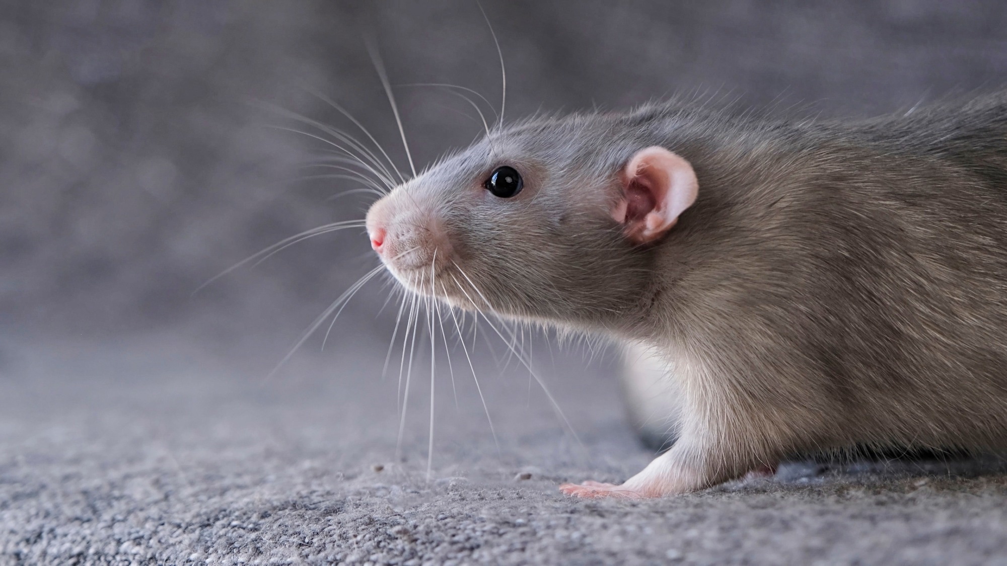 Rat with long whiskers