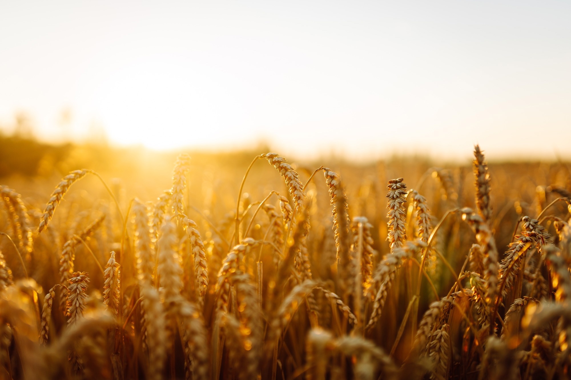 Wheat stalks stand tall in a golden field as sunlight shines down in the late afternoon. The crops are ready for harvest. A few trees are visible in the background.