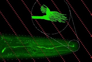 Researchers Discover Magnetic Field Sensor in a Worm's Brain