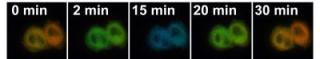sNOOOpy Sensor Visualizes Markers of Nitric Oxide in Cells