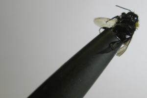 Aircraft Accidents Could Be Prevented Using Acoustic Blockage-Detection System