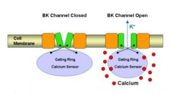 UCLA Researchers Uncover Molecular Mechanism of Biological Sensor in Human Cell’s Control System