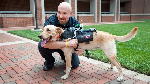 Sensors Track Dog's Physical Well-Being and Emotional State