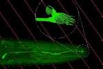 Researchers Discover Magnetic Field Sensor in a Worm's Brain