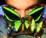 Butterfly Wings Inspire Development of Highly Selective Gas Detection Sensors