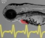 Fine-Tuned Electric Potential Sensing Technology Helps Detect Electrical Activity of Developing Hearts
