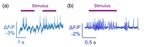 Newly Engineered Fluorescent Voltage Sensor Detects Neural Spikes in Awake Mice