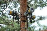 Tree Noises Made Perceptible in Artistic Form at COP21 World Climate Summit