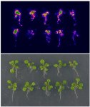 Synthetically Engineered Biosensors Facilitate Molecule Detection Using Living Eukaryotic Cells