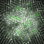 Biologists Use Genetically Encoded Fluorescent Biosensors to Study Metabolic Pathway in Microorganisms