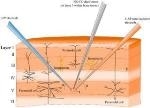 IBS Team Devises Dual Sensor for In-Vivo Measurements of CO and NO Gases