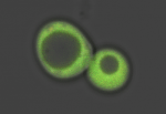 New Ratiometric Fluorescent Sensor Can Track Labile Heme