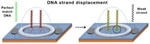 New Biosensor Chip can Detect Mutations in DNA