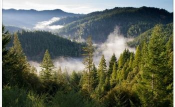Scientists Use Satellite Sensors to Monitor Response of Boreal Forests to Climate Change