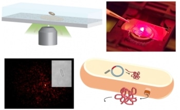 MIT Builds New Sensors to Track Protein Production by Individual Cells