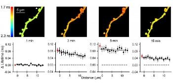 Researchers Develop New Sensors to Study Activity of Signaling Proteins in Dendritic Spines