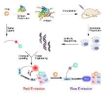 New Antibody-Based Biosensors Enhance Monitoring of Drug Concentration in Patient's Blood