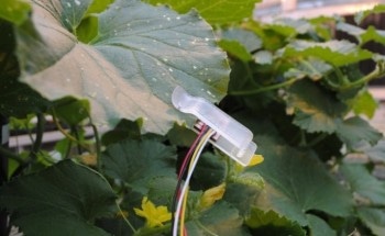 Plant-Based Sensors Tell Farmers When to Activate their Irrigation Systems
