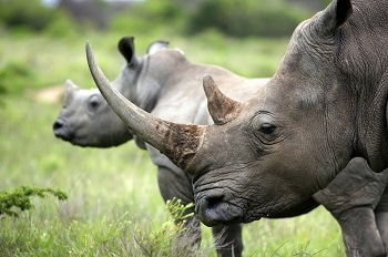 New Sensor Technology to Help Thwart Poachers of Endangered Rhinos