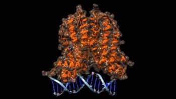 Researchers Engineer Designer Biosensors that can Detect Antibiotic Molecules