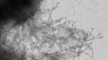 Building Sensors using Self-organising Bacteria