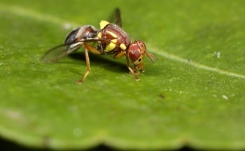 CSIRO Startup Takes Aim at World’s Biggest Trade Pest: Fruit Fly