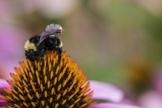 Researchers Design First Sensor Package that Can be Fitted on Bees