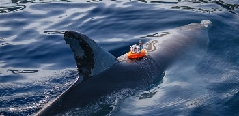 KAUST Develops Marine Sensor that Accurately Records Salinity Even After Long-Term Submersion