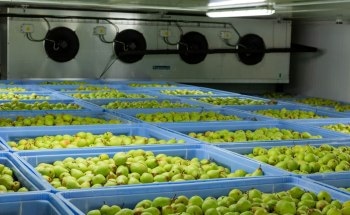 CapTemp Temperature Recording System Ensures Proper Conditions in Fruit Cold Storage Units for Greater Quality Control