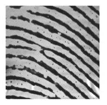Scientists Create High-Sensitivity, High-Resolution Proximity Capacitance Imaging Sensor
