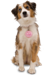 Mattel Releases Sound and Motion Sensor Enabled Puppy Tweets to Track Pet’s Activity
