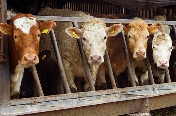 Using Sensors to Detect Disease in Livestock