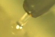 New Device Inspired by Octopus's Sucker Transfers Thin Tissue Sheets, Biosenors