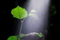 Novel Plant Nanobionic Optical Sensor can Monitor Arsenic Levels in the Soil