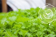 Novel Biosensors for Real-Time Monitoring of Sugar Levels in Plant Tissues