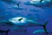 Underwater Sensors to Simulate Fish