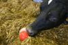 Temperature Sensor to Track Decay in Biomass Heaps