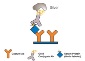 APiX Chromogenic Technology for Detection of Protein Microarrays