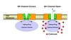 UCLA Researchers Uncover Molecular Mechanism of Biological Sensor in Human Cell’s Control System
