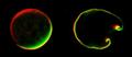 Research Team from Penn and Duke Design Stress Sensor that Changes Color